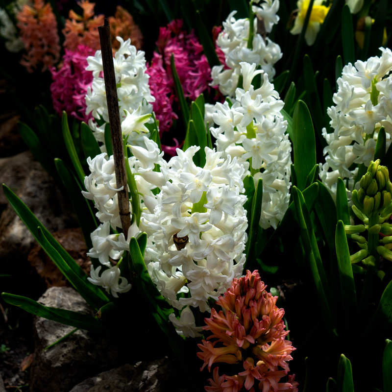 hyacinth mme sophie