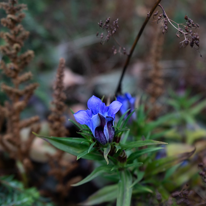 very late gentian