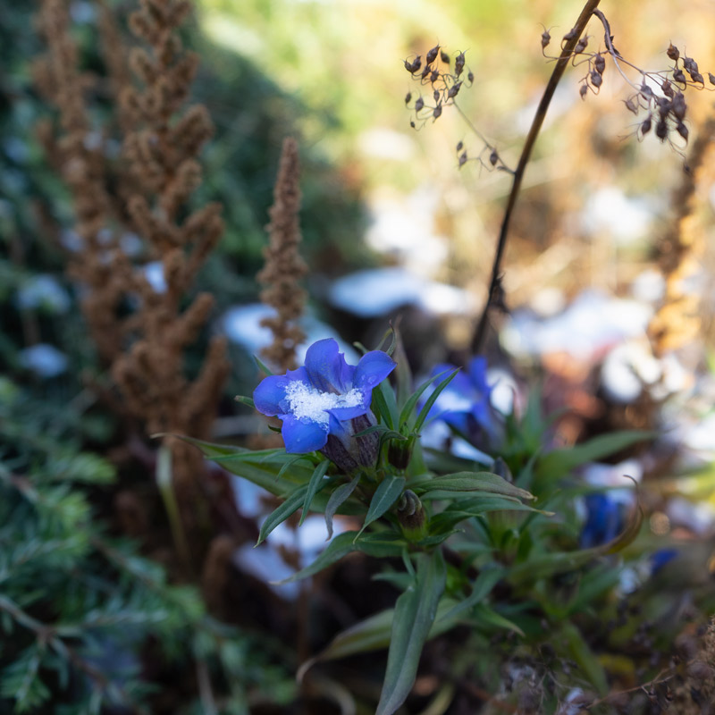 late gentian stuffed with snow